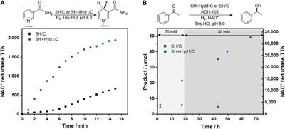 Boosting the Productivity of H2-Driven Biocatalysis in a Commercial Hydrogenation Flow Reactor Using H2 From Water Electrolysis